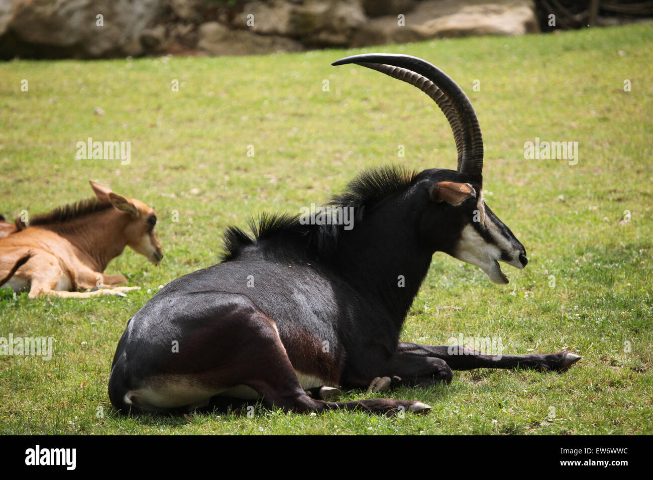 Sable Antelope (Hippotragus niger), noto anche come antilope nera presso lo Zoo di Praga, Repubblica Ceca. Foto Stock