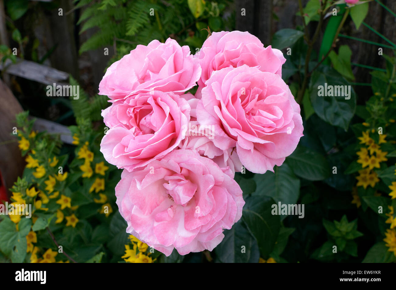 Cluster di grandi dimensioni rose rosa in piena fioritura Foto Stock