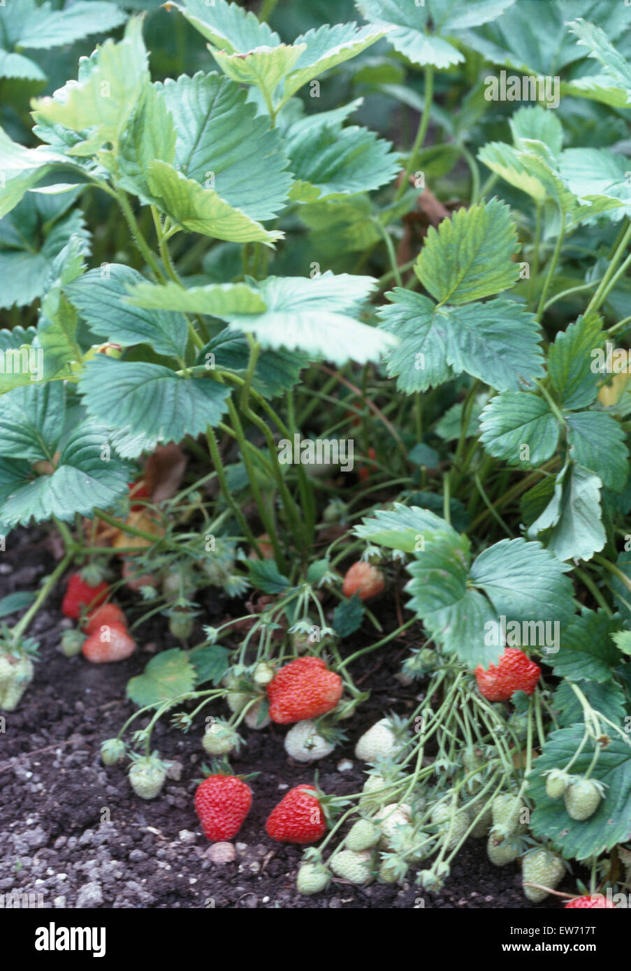 Close-up di maturazione le fragole in un orto Foto Stock