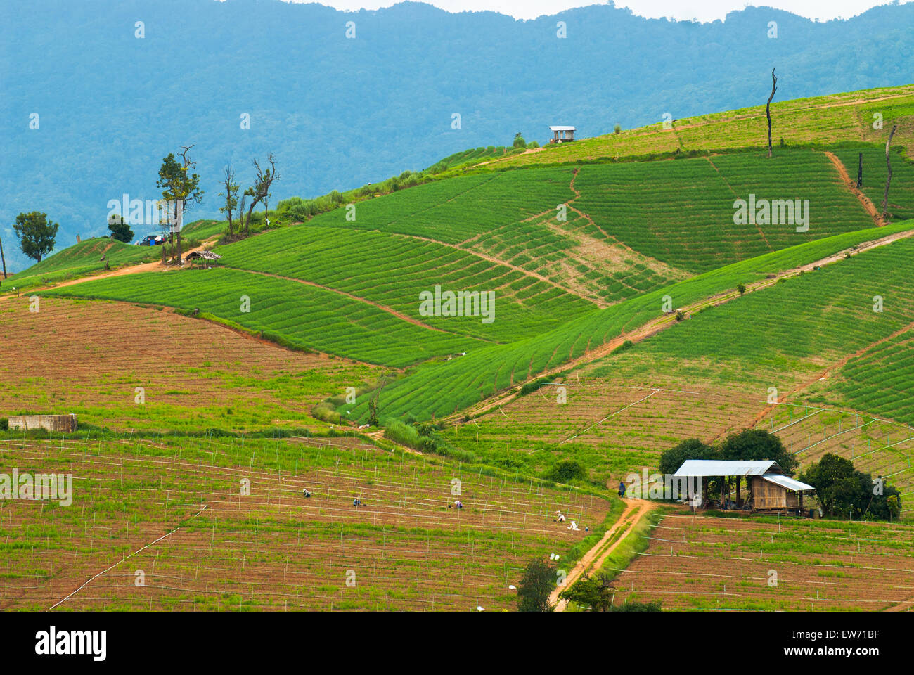 Alta Vista dei terrazzi di riso Mae Chaem, Chiang Mai, Thailandia del Nord Foto Stock