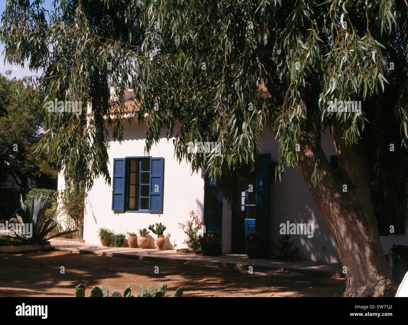 Vecchio olivo accanto a villa di bianco con persiane blu sull'isola di Corfu Foto Stock