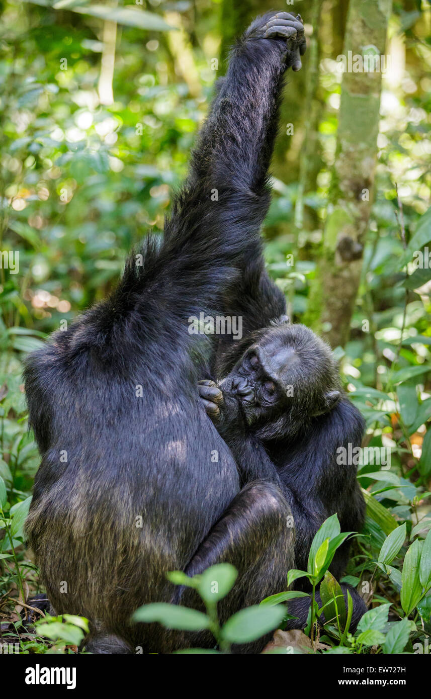 Maschi selvatici scimpanzé groom ogni altro in kibale national park, Uganda. Foto Stock