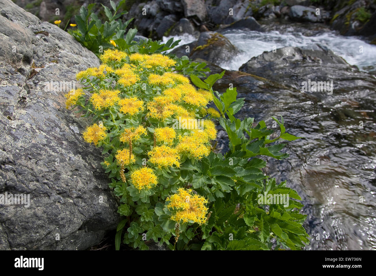 Roseroot, Rosenwurz, Rosen-Wurz, Rhodiola rosea, Sedum rosea Foto Stock