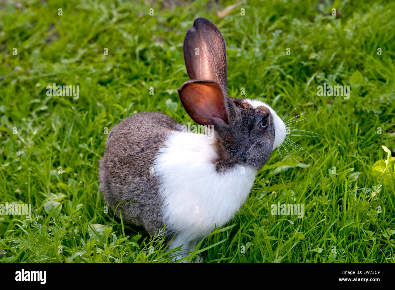 Piccolo coniglio è su un pascolo Foto Stock