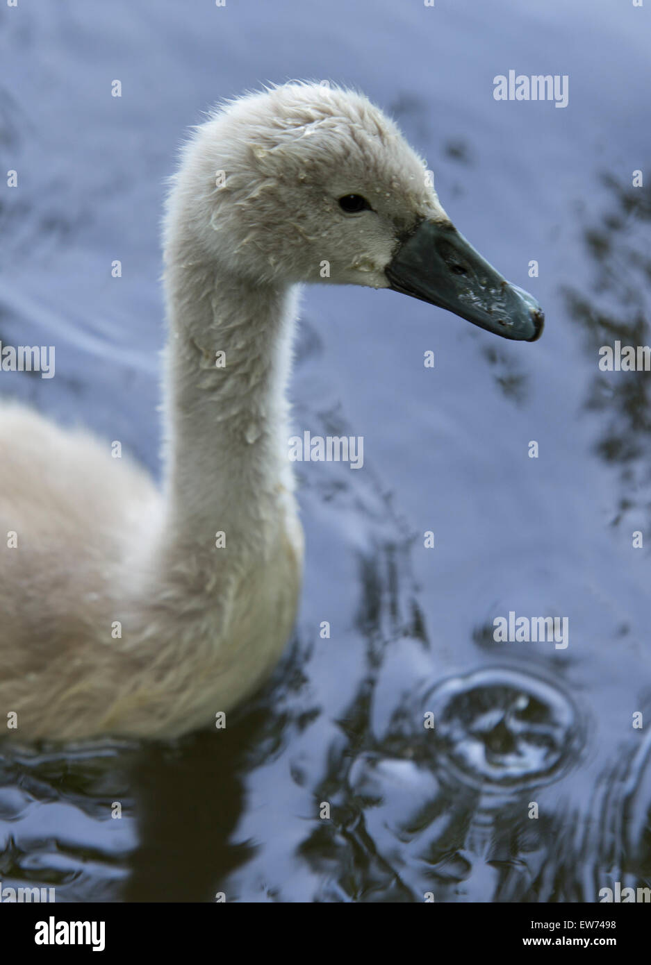 Swan a Tehidy boschi, Redruth, Cornwall, Inghilterra Foto Stock