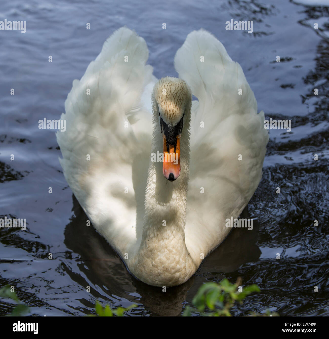 Swan a Tehidy boschi, Redruth, Cornwall, Inghilterra Foto Stock