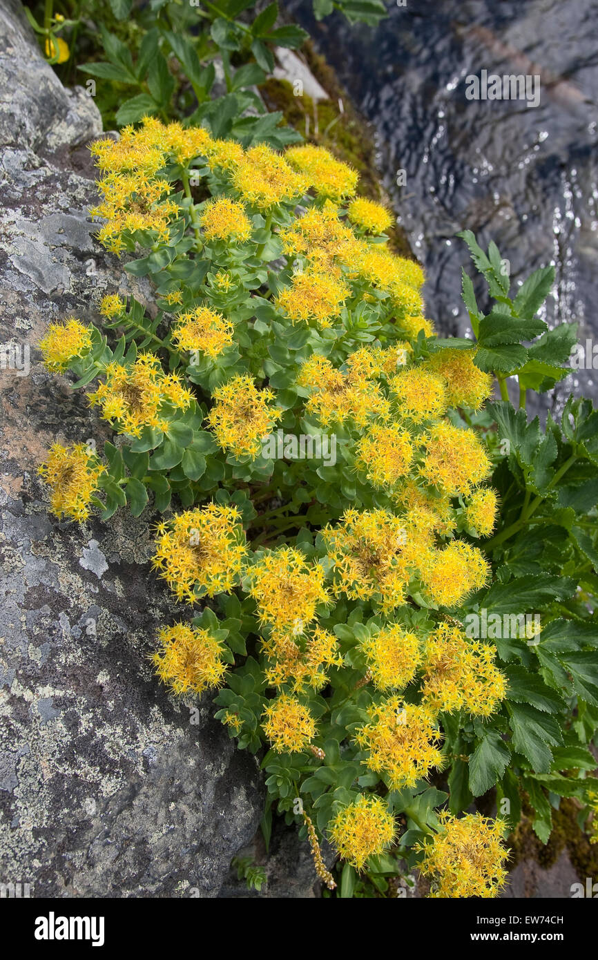 Roseroot, Rosenwurz, Rosen-Wurz, Rhodiola rosea, Sedum rosea Foto Stock