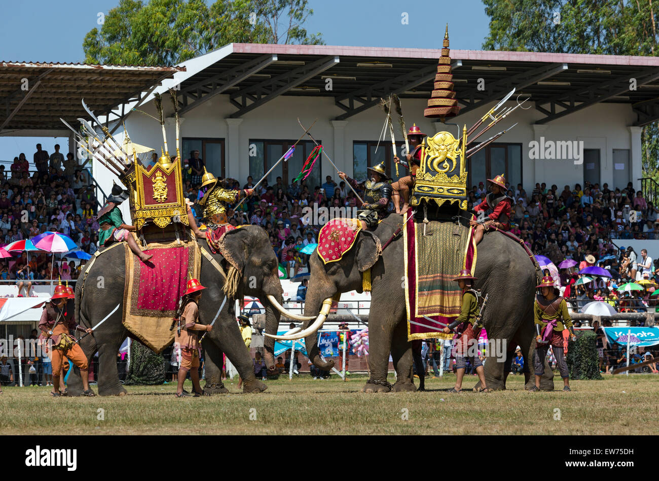 La guerra gli elefanti combattimenti, Festival di elefante, elefante Round Up, Surin, Provincia di Surin, Isan, Isaan,Thailandia Foto Stock