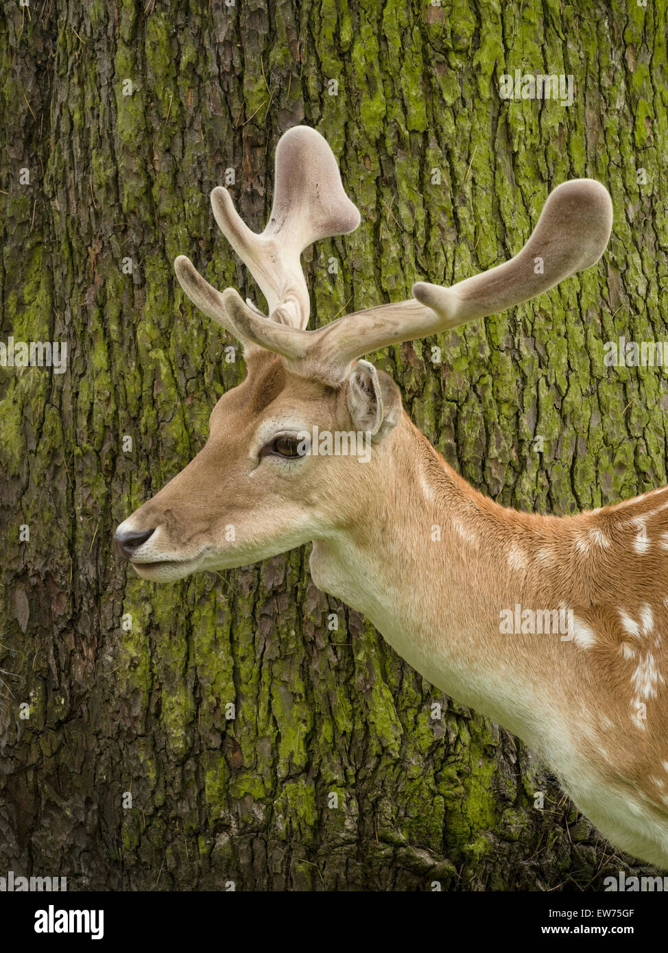 Daini (Dama Dama) stag buck con vellutato nuovi palchi, Charnwood Forest, Leicestershire, Inghilterra, Regno Unito. Foto Stock