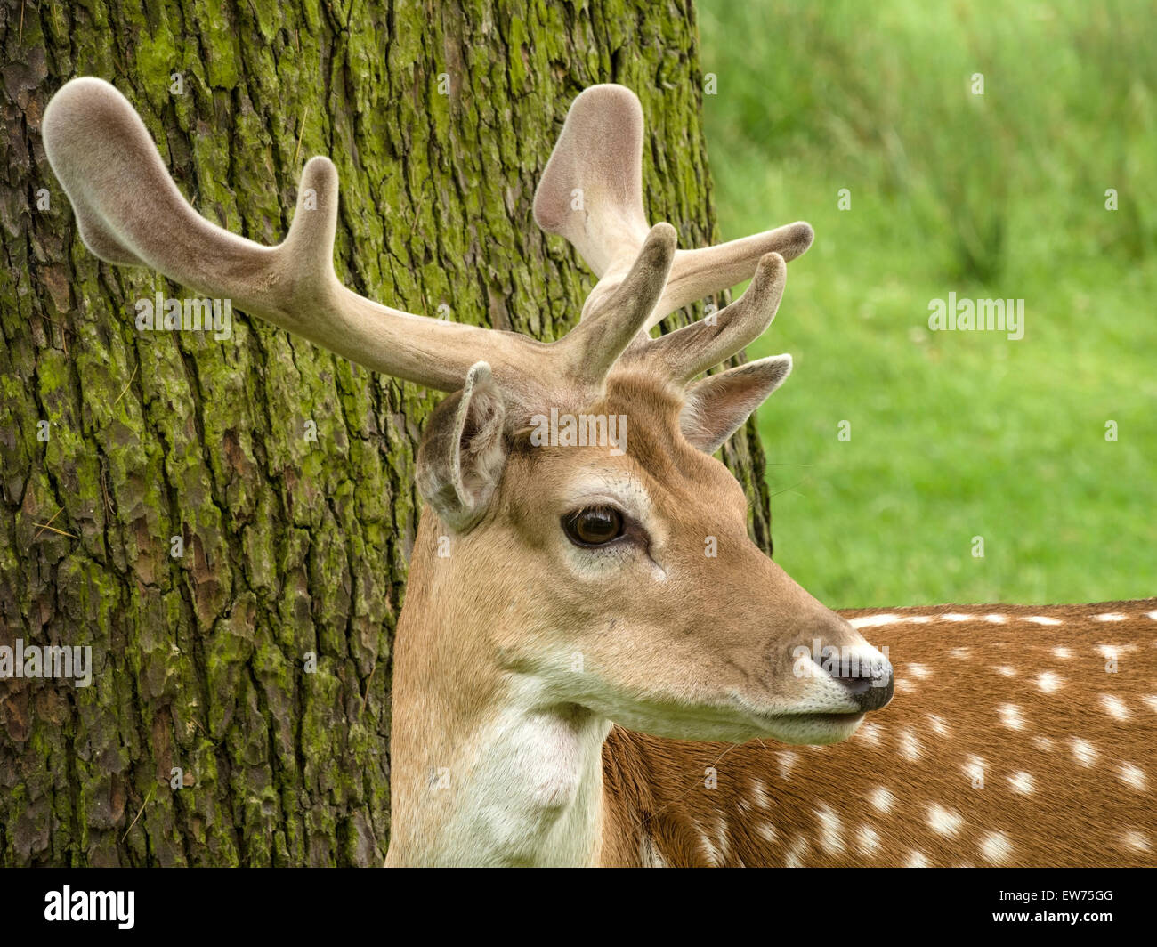 Daini (Dama Dama) stag buck con nuovi palchi ancora coperta in velluto, Charnwood Forest, Leicestershire in Inghilterra, Regno Unito. Foto Stock