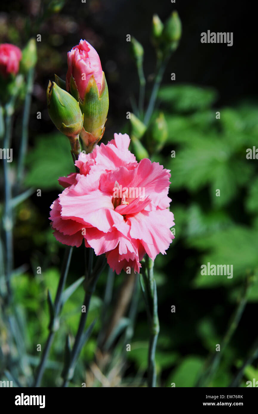 British piante da giardino rosa in estate fiore Foto Stock