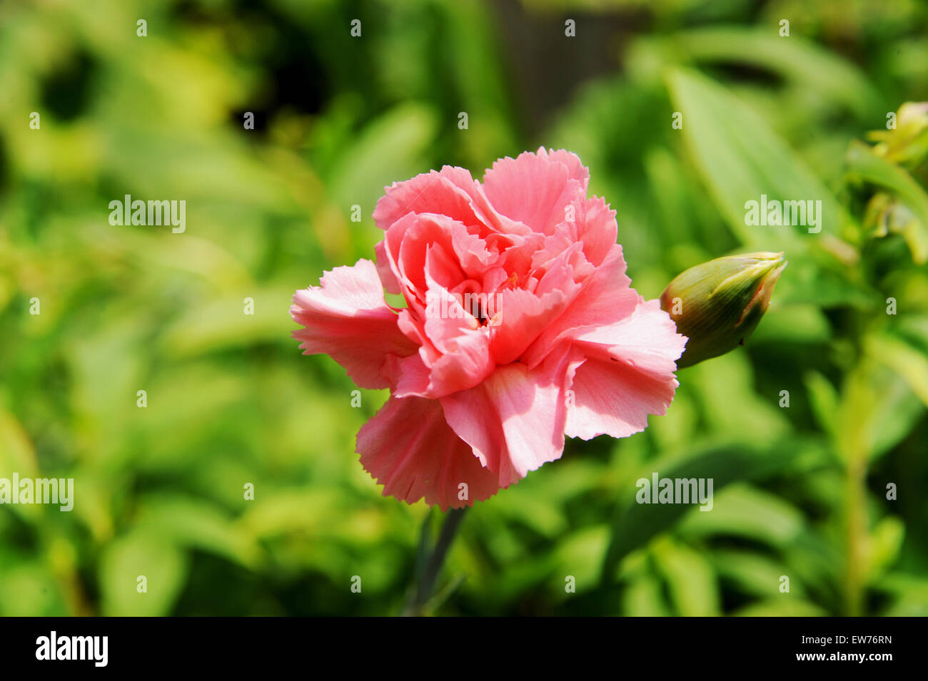 British piante da giardino rosa in estate fiore Foto Stock