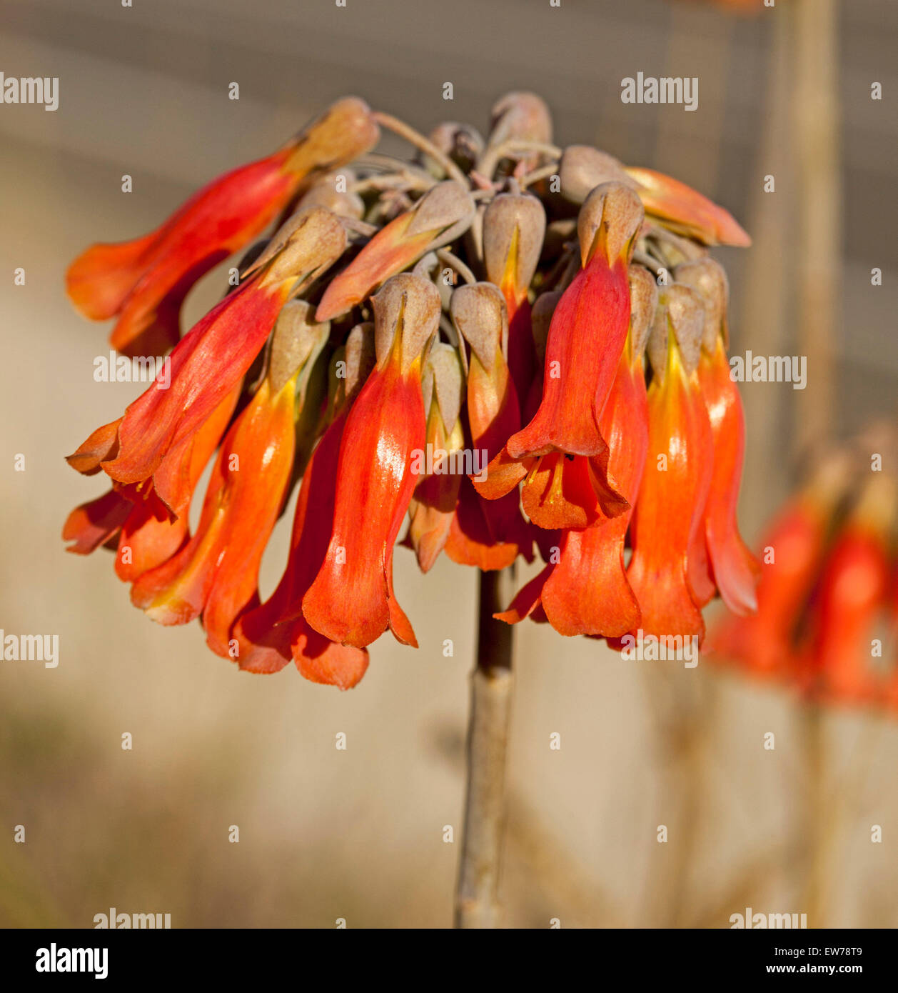 Cluster di bel rosso fiori a forma di campanella di Madre di milioni di piante succulente Bryophyllum / Kalanchoe delagoense, una specie di erbaccia in Australia Foto Stock