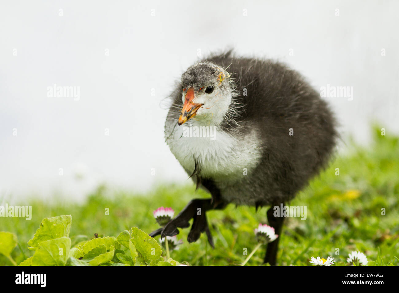 Eurasian coot chick Foto Stock