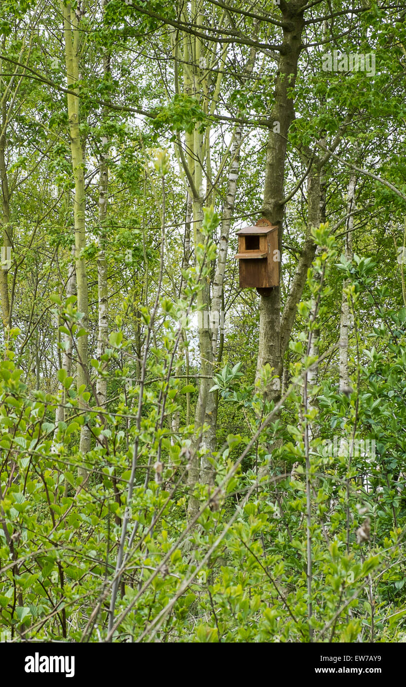 Scatola di nidificazione per gli uccelli selvatici fissato a un albero Foto Stock