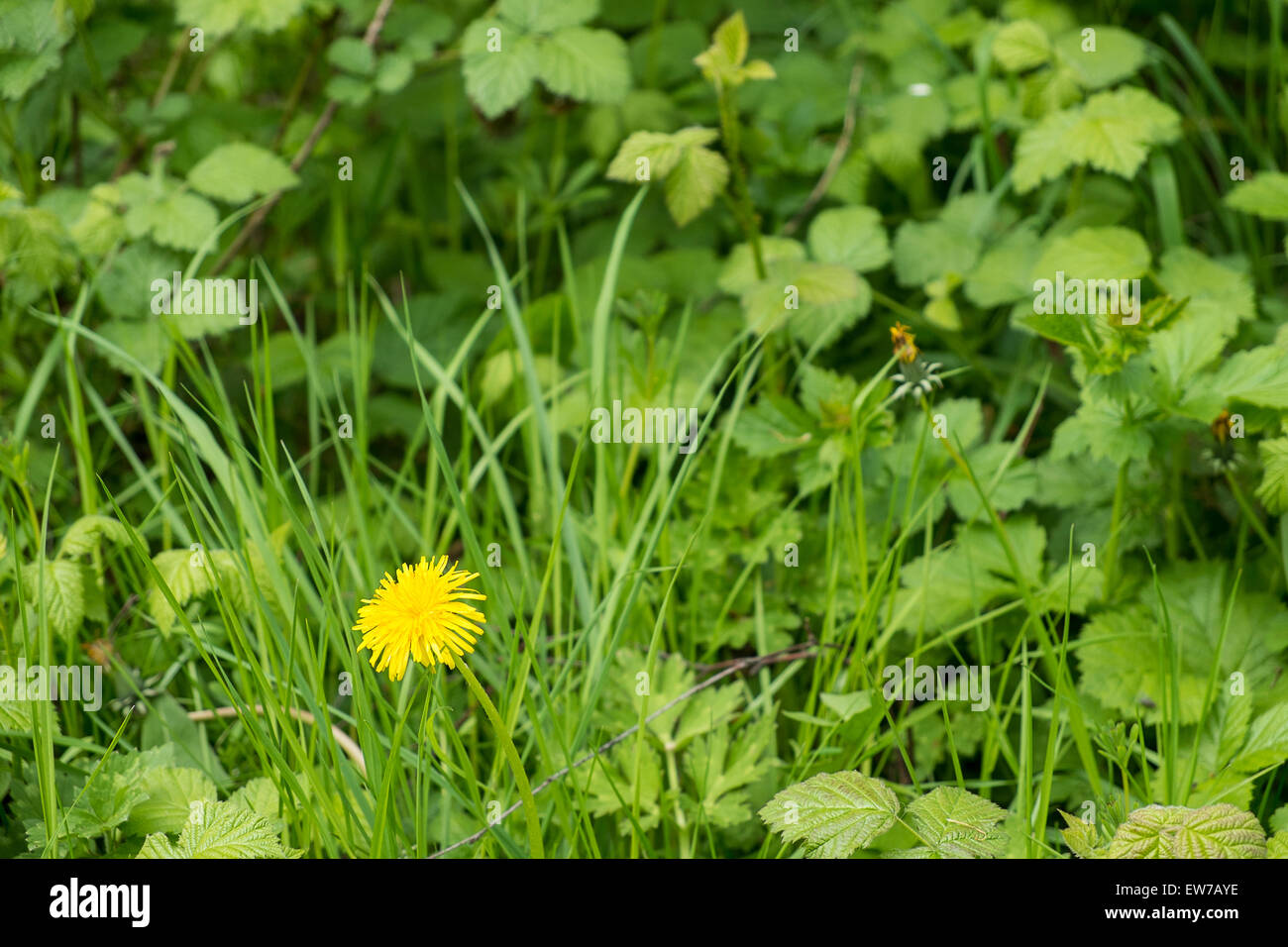 Cresce selvatico tarassaco fiore in erba sovradimensionate impostazione Foto Stock