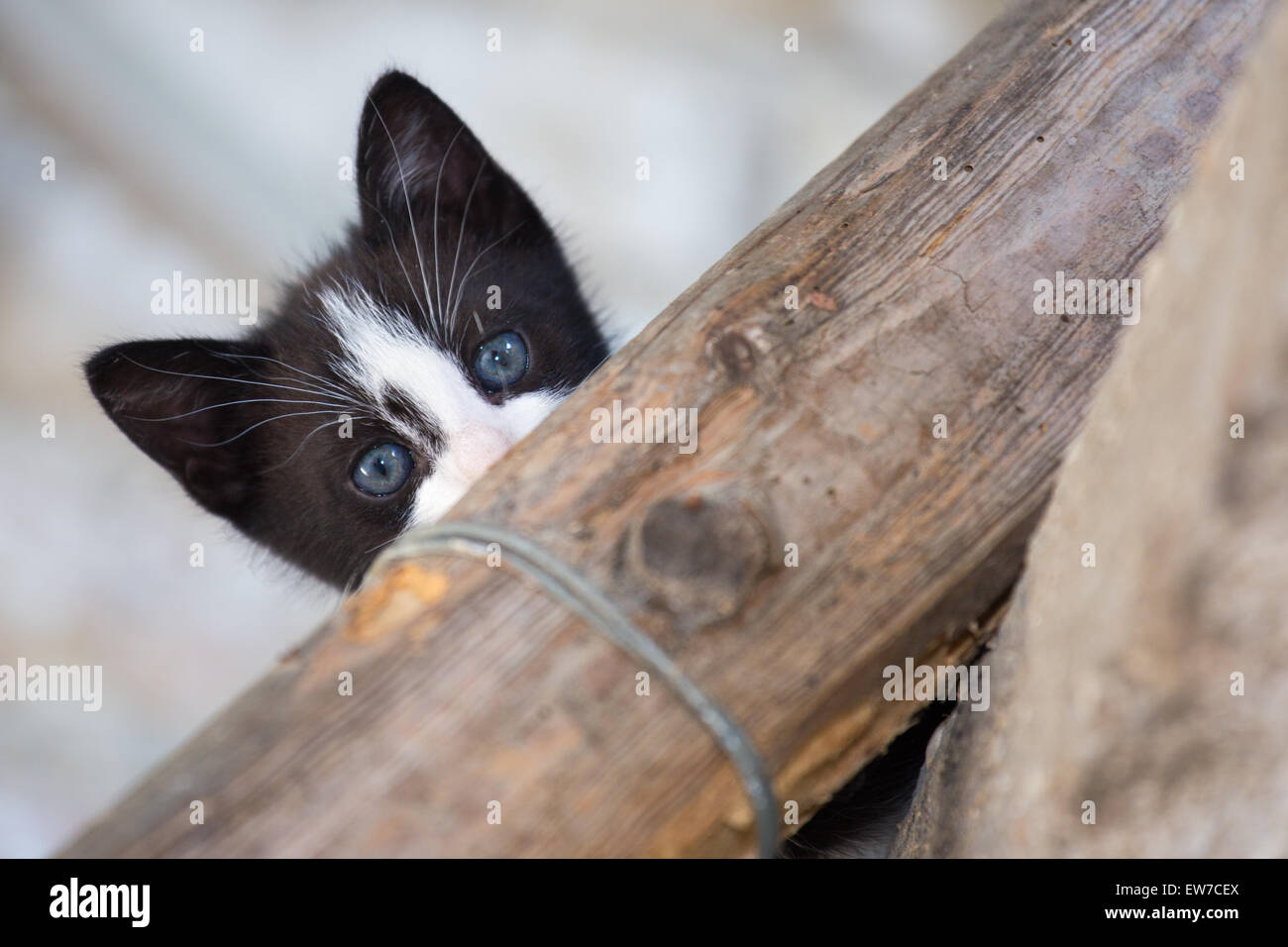 Sweet kitty Foto Stock