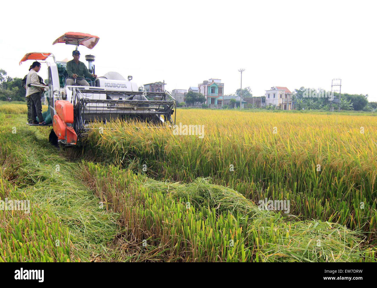 Hanoi, Vietnam. 19 giugno 2015. Persone il raccolto di riso di Hai Duong provincia, nel Vietnam del nord, 19 giugno 2015. Il Vietnam ha guadagnato alcuni 1,05 miliardi di dollari dall'esportazione di 2,4 milioni di tonnellate di riso nei primi cinque mesi del 2015, con un calo del 14,6 per cento in valore e il 11,4 percento in volume di anno in anno, secondo il Vietnam il Ministero dell Agricoltura e dello sviluppo rurale. © VNA/Xinhua/Alamy Live News Foto Stock