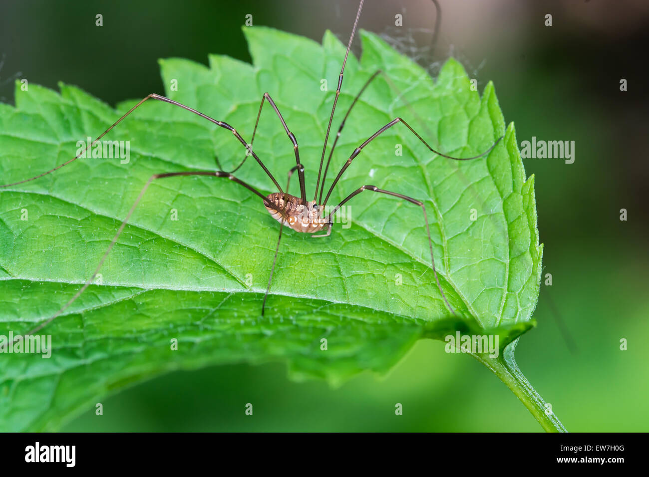 Il Ragno Harvestmen arroccato su una foglia verde. Foto Stock