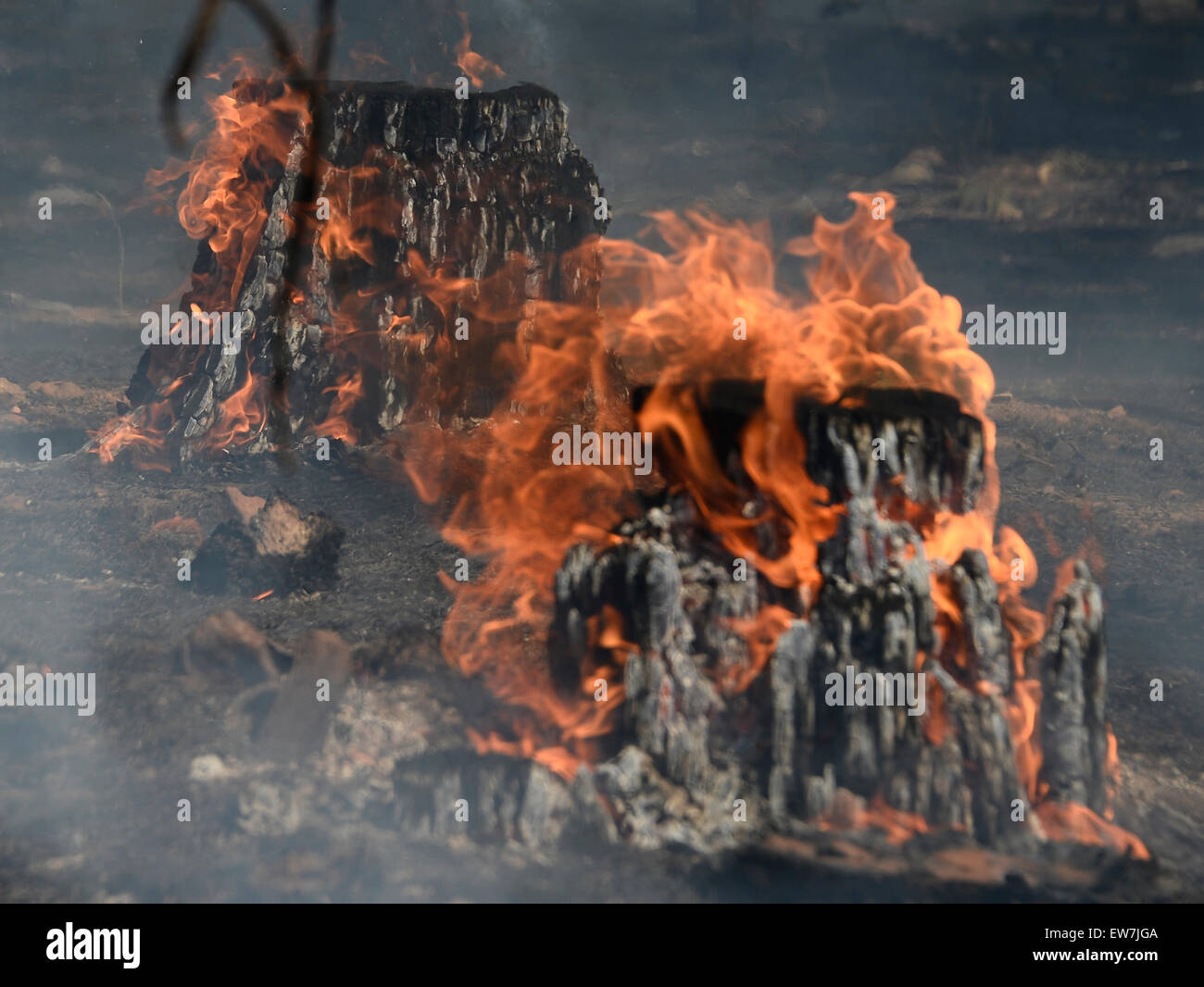 Giugno 18, 2015. SAN BERNARDINO, in California Ceppi di alberi sul fuoco sono tutto ciò che resta durante una spazzola fuoco nel San Bernardino National Forest continua a diffondersi Giovedì, consumando 30-piede pini lungo pendii montani.Il wildfire, doppiato il lago di fuoco, ha bruciato almeno 10.000 acri ed era di circa il 5 percento di contenuto.No europee sono minacciate, ma circa 200 persone -- molti di loro ragazzi -- sono stati evacuati da quattro campi nell'area. Un rifugio per gli sfollati è stato impostato a valle di agrumi di alta scuola in Redlands.L'incendio scoppiato mercoledì pomeriggio e bruciava lungo J Foto Stock