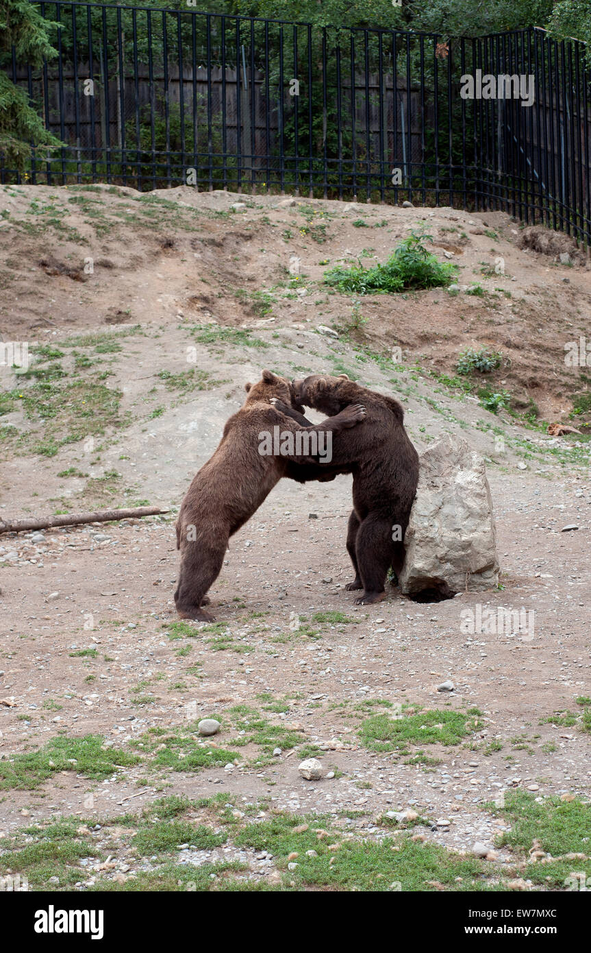 Due Orsi Grizzly giocando nel giardino zoologico di ancoraggio. Foto Stock