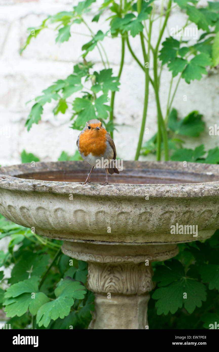 Robin su un bagno uccelli in un giardino inglese. Regno Unito Foto Stock
