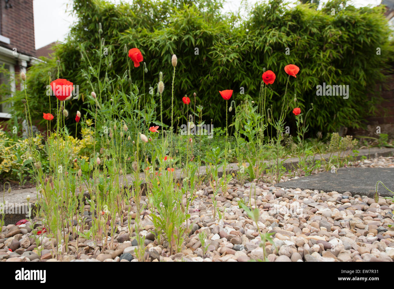 Campo rosso papavero self seminate in un sentiero di ghiaia Foto Stock
