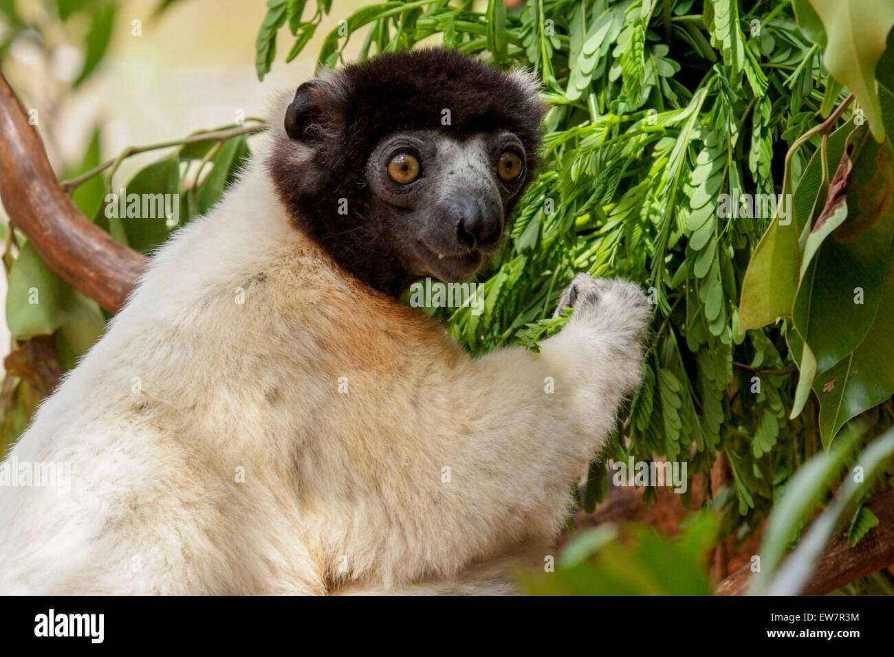 Incoronato sifaka (Propithecus coronatus) in Madagascar Foto Stock