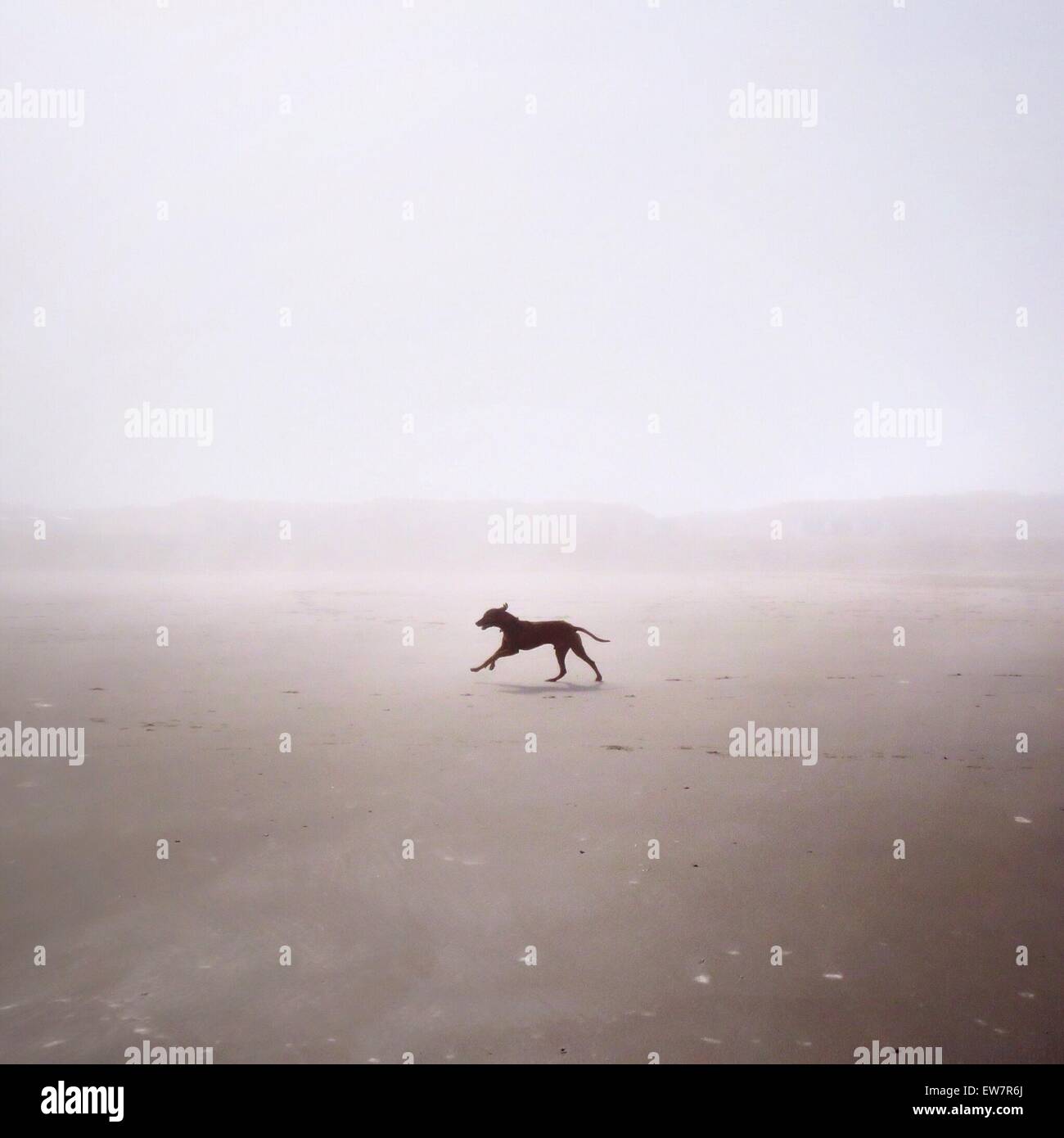 Cane che corre sulla spiaggia Foto Stock