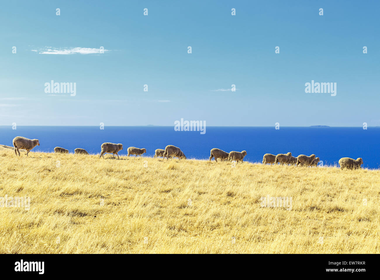Pecore in un campo, Kangaroo Island, in Australia Foto Stock