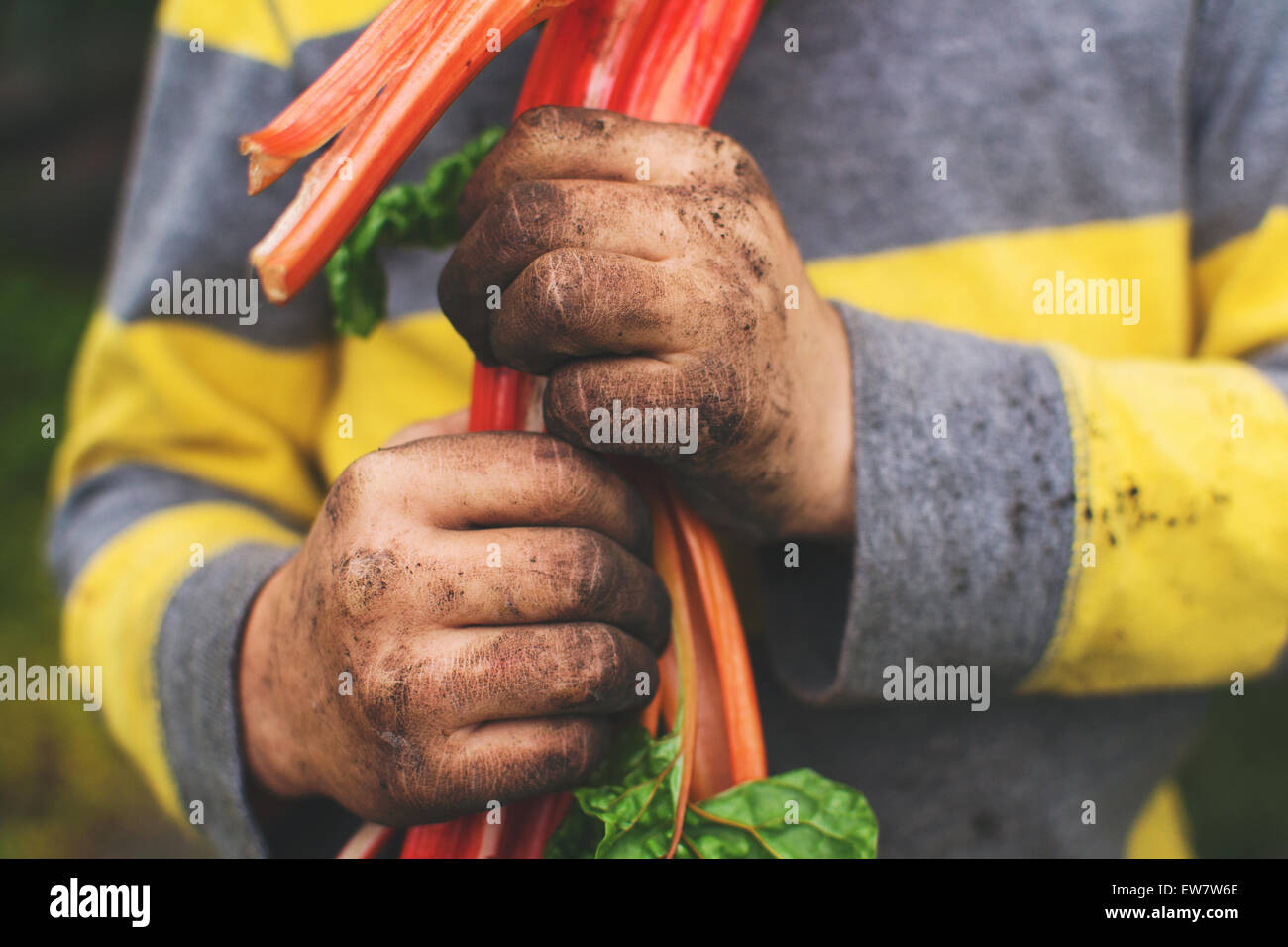 Ragazzo con mani sporche che che che tengono una bietola svizzera appena raccolta Foto Stock