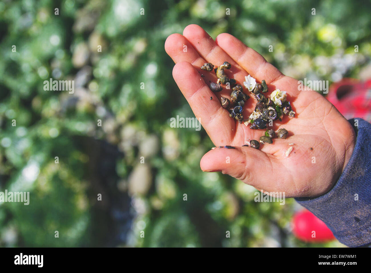 Close-up di una mano che tiene le piccole conchiglie di mare Foto Stock