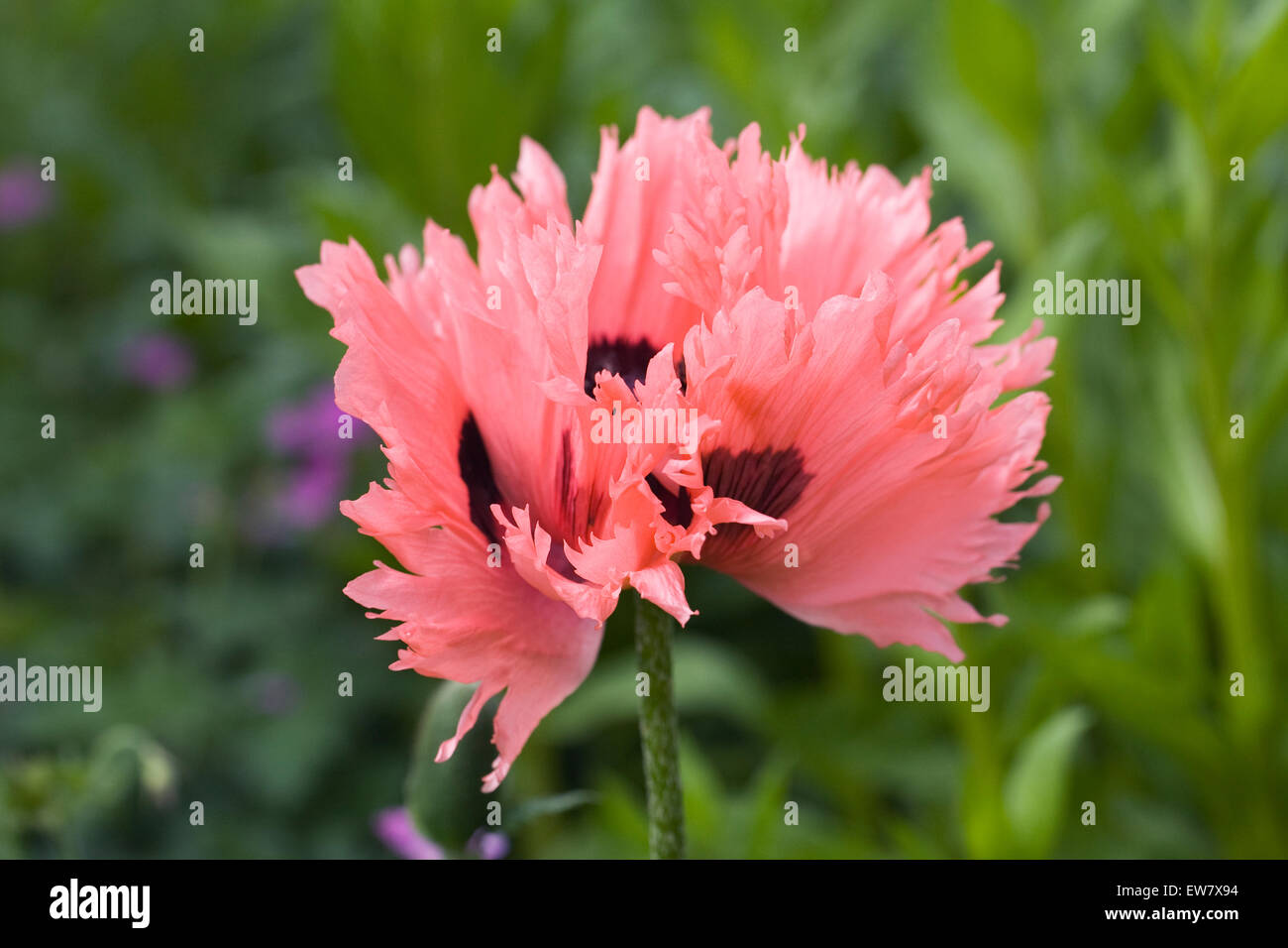 Papaver orientale. Rosa salmone semi di papavero in un giardino inglese. Foto Stock