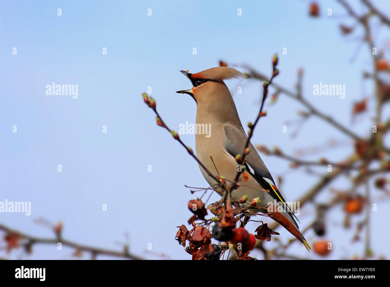 Bohemian waxwing (Bombycilla garrulus) chiamando da crabapple / Europea crab apple tree (Malus sylvestris) in primavera Foto Stock