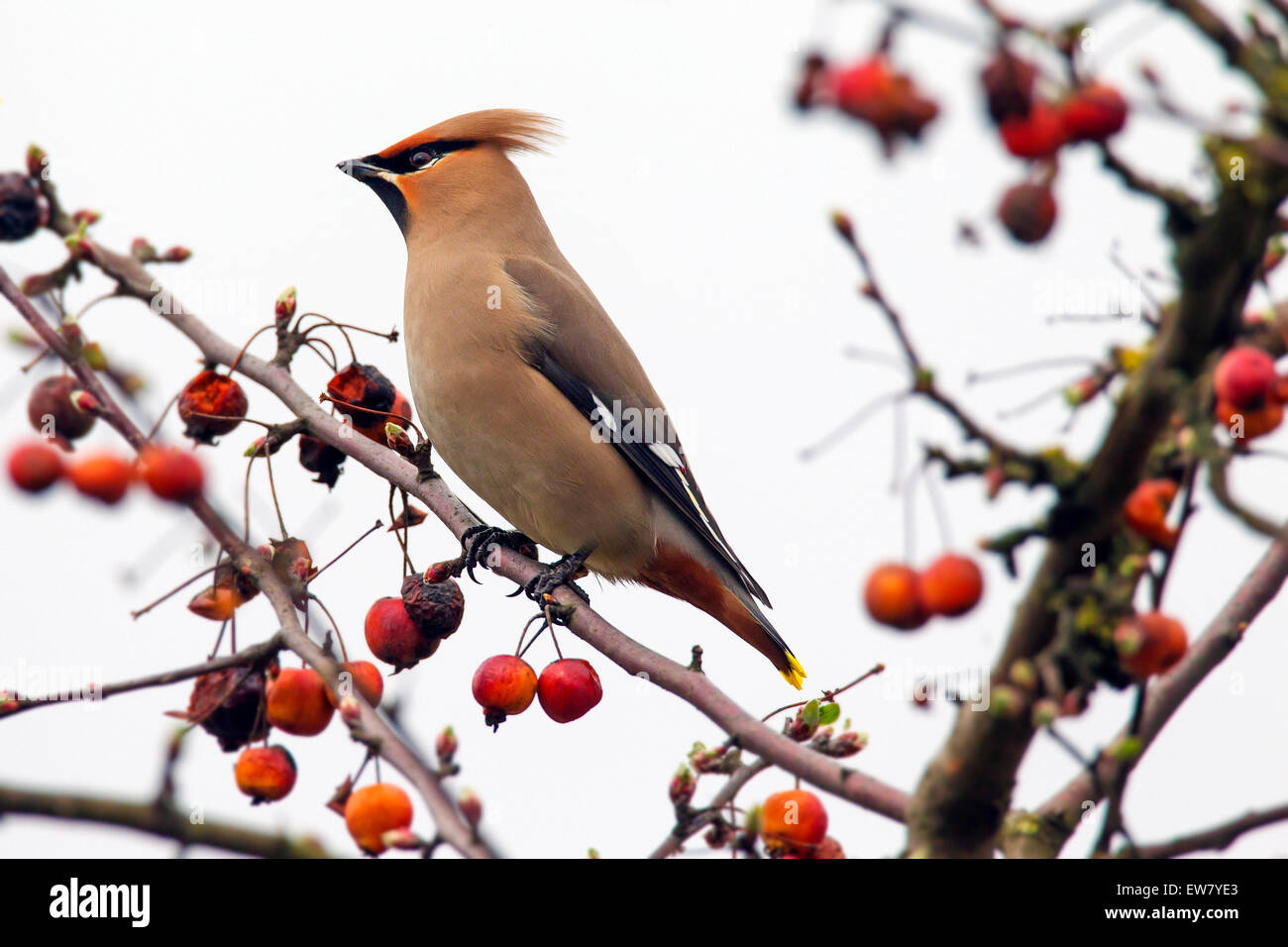 Bohemian waxwing (Bombycilla garrulus) arroccato in crabapple / Europea crab apple tree (Malus sylvestris) in primavera Foto Stock