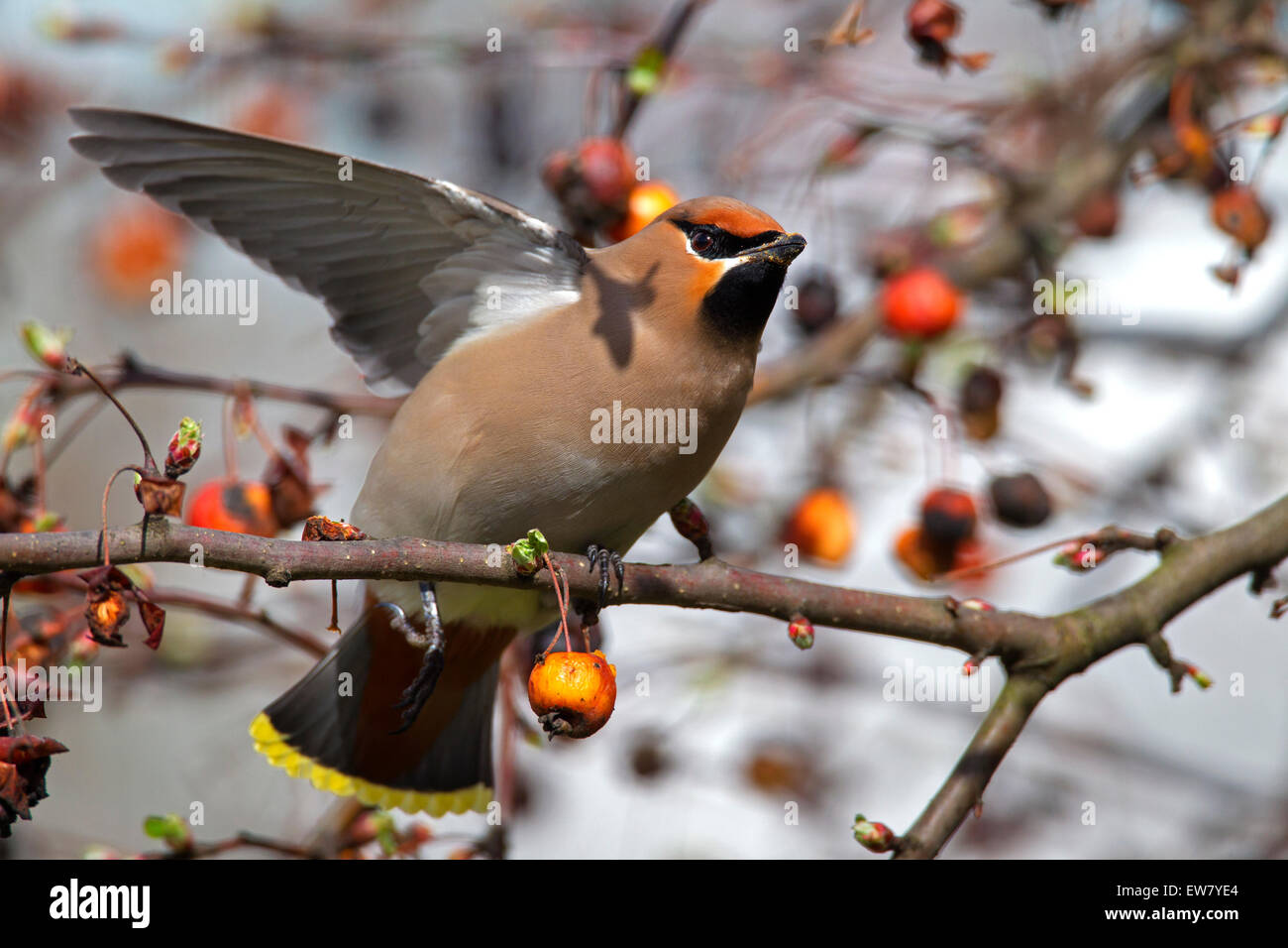 Bohemian waxwing (Bombycilla garrulus) stretching ala in crabapple / Europea crab apple tree (Malus sylvestris) in primavera Foto Stock