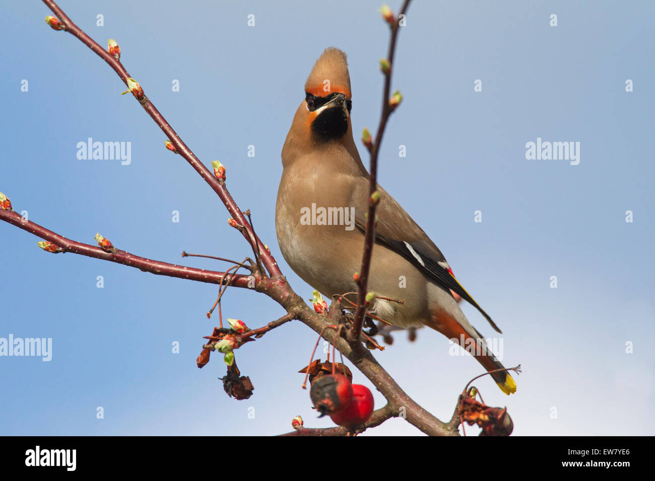 Bohemian waxwing (Bombycilla garrulus) arroccato in crabapple / Europea crab apple tree (Malus sylvestris) in primavera Foto Stock