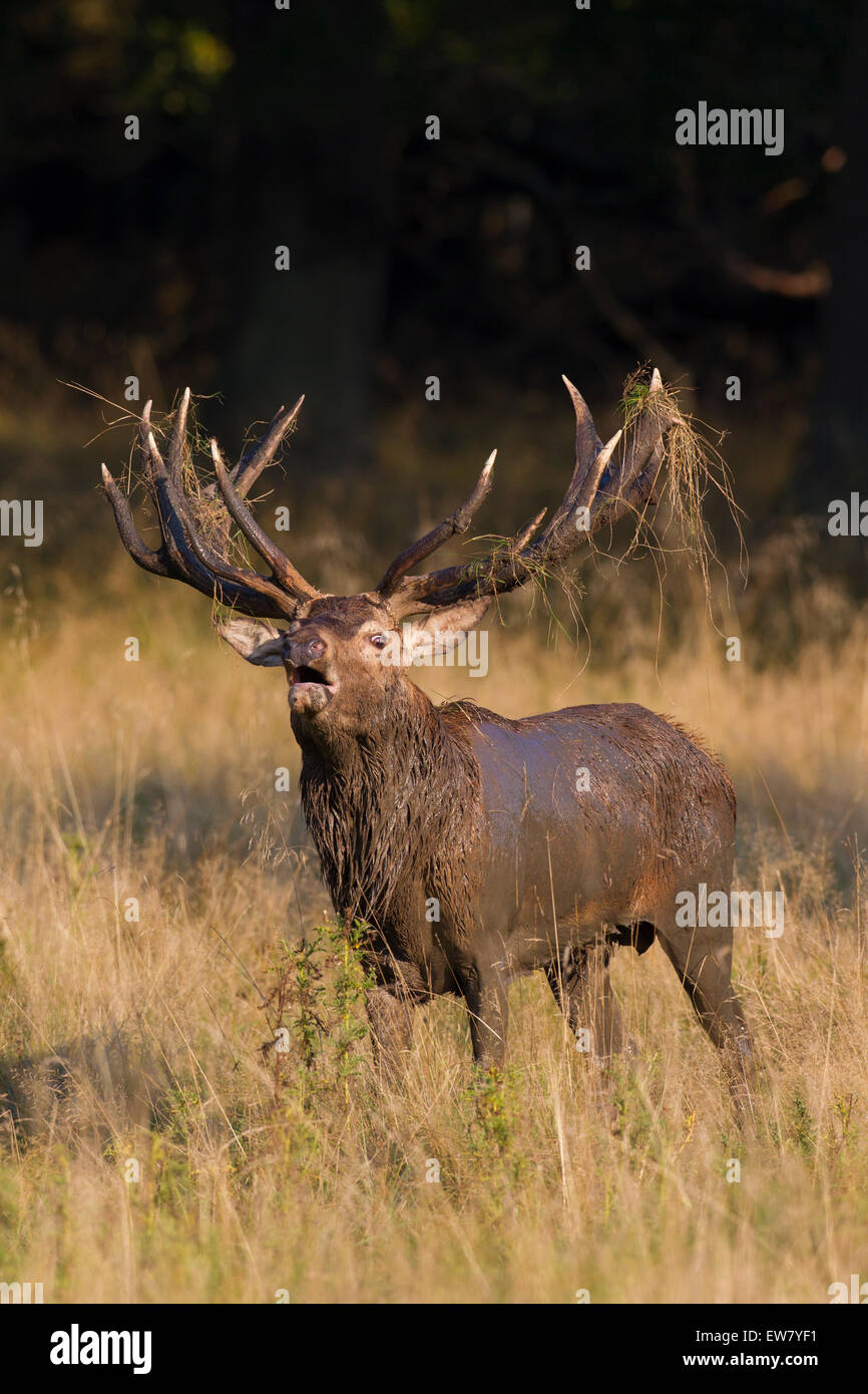Il cervo (Cervus elaphus) cervo con corna e rivestire coperto di fango muggito nella prateria durante la routine in autunno Foto Stock