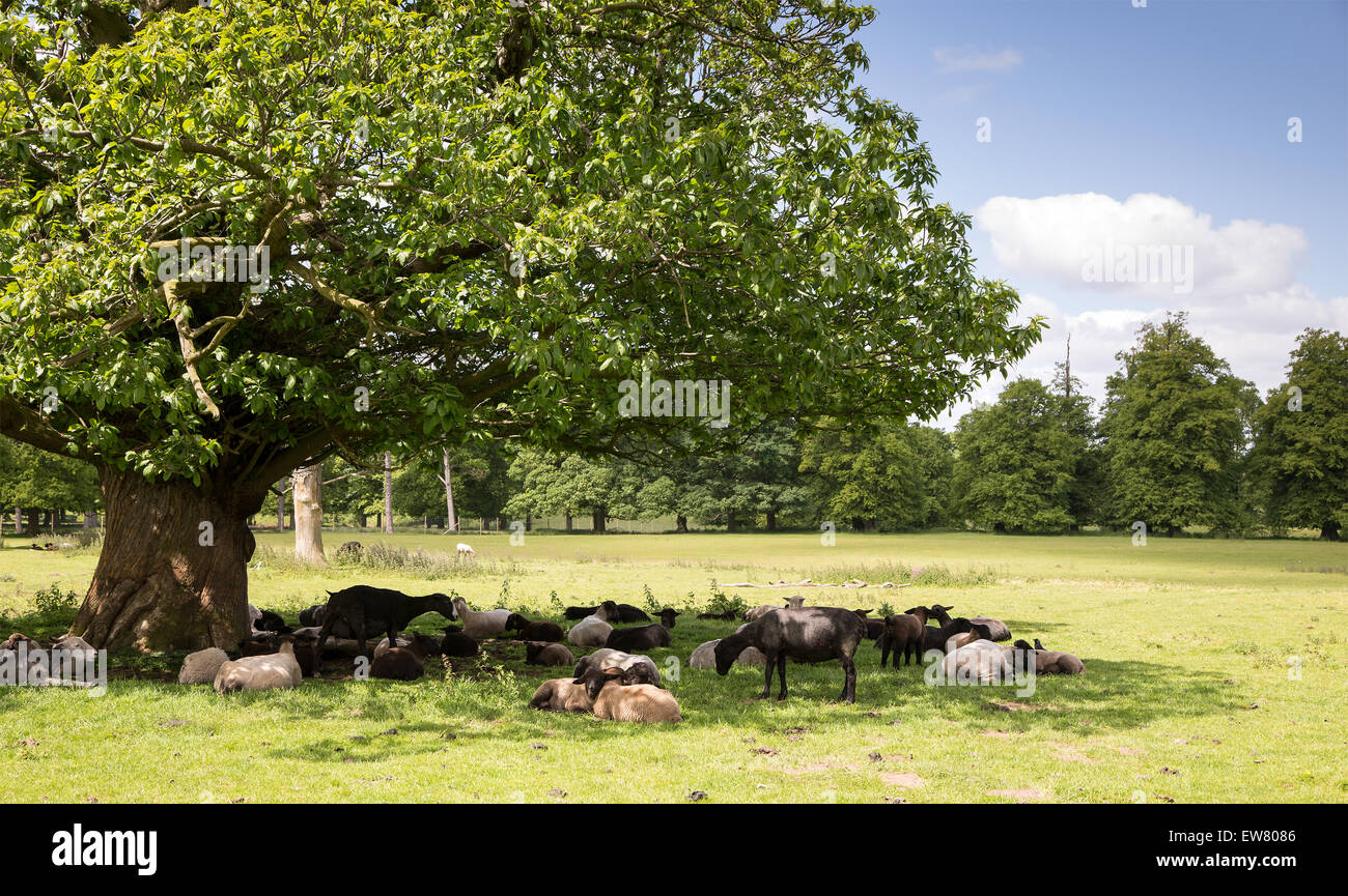 Pecore rifugiandosi nell'ombra di un albero Foto Stock