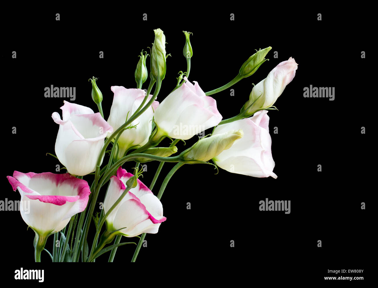 Bel mazzo di fiori di lisianthus su nero Foto Stock