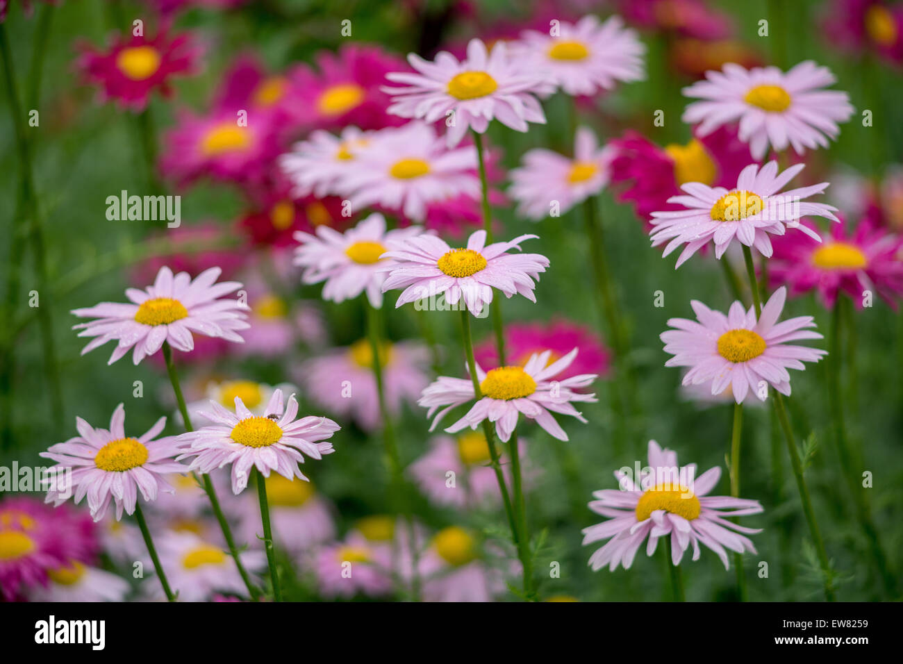 Molti i colori rosso e rosa fiori di piretro Tanacetum coccineum Foto Stock