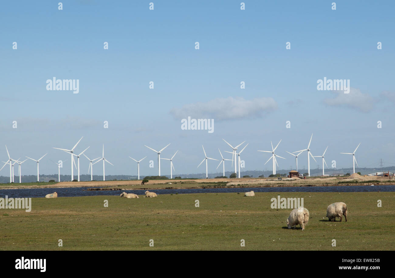 Pecore pascolano nella parte anteriore delle turbine eoliche in un vento onshore farm su Romney Marsh, Kent, Regno Unito Foto Stock