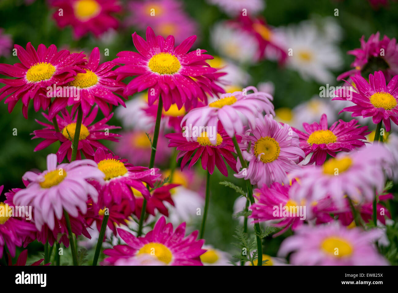 Molti i colori rosso e rosa fiori di piretro Tanacetum coccineum Foto stock  - Alamy