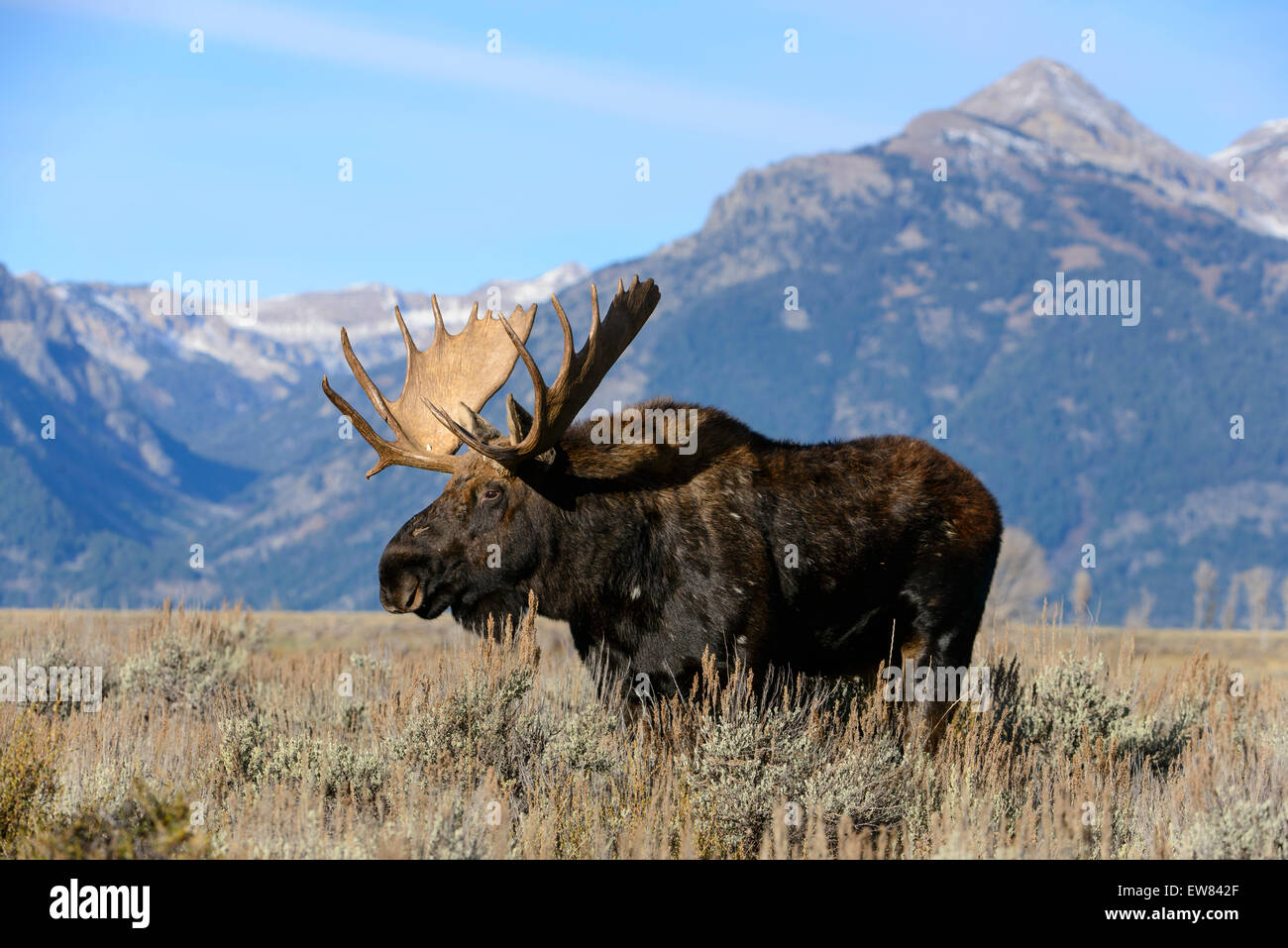 Una bull moose (Alces alces) della sage appartamenti del Grand Teton National Park, Wyoming Foto Stock