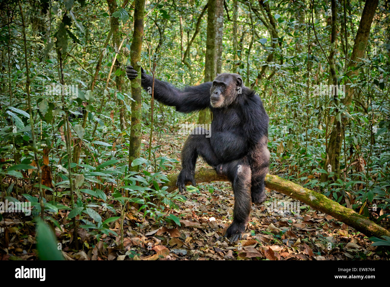 Scimpanzé comune, Pan troglodytes, Kibale National Park, portale Fortl, Uganda, Africa Foto Stock