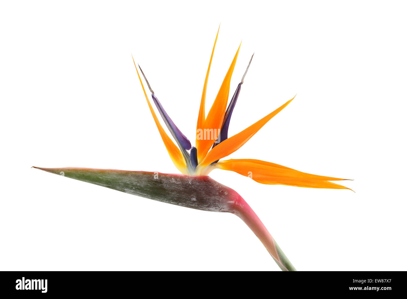 Strelitzia reginae (uccello del paradiso) su sfondo bianco Foto Stock