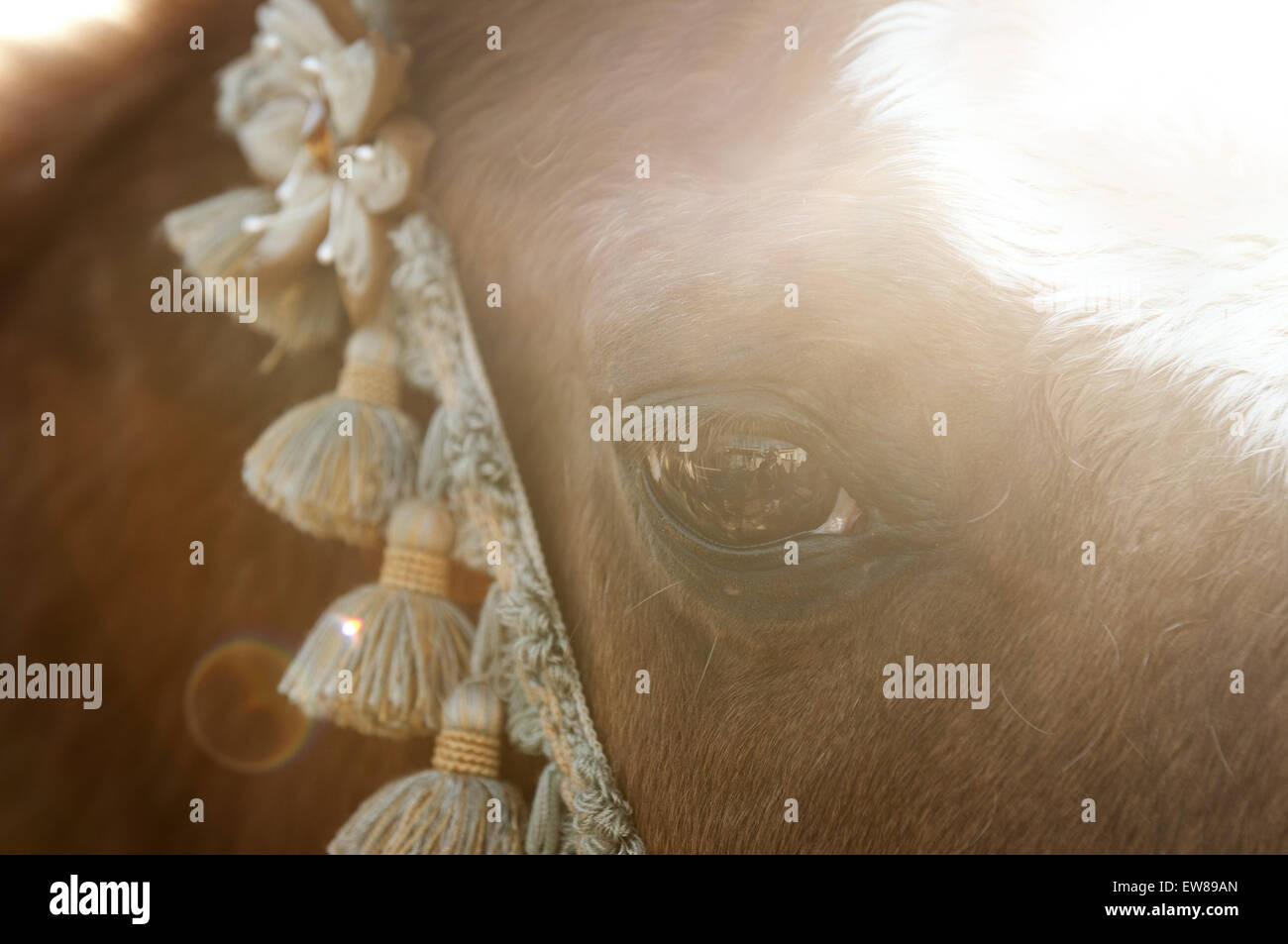 Occhio del cavallo Foto Stock