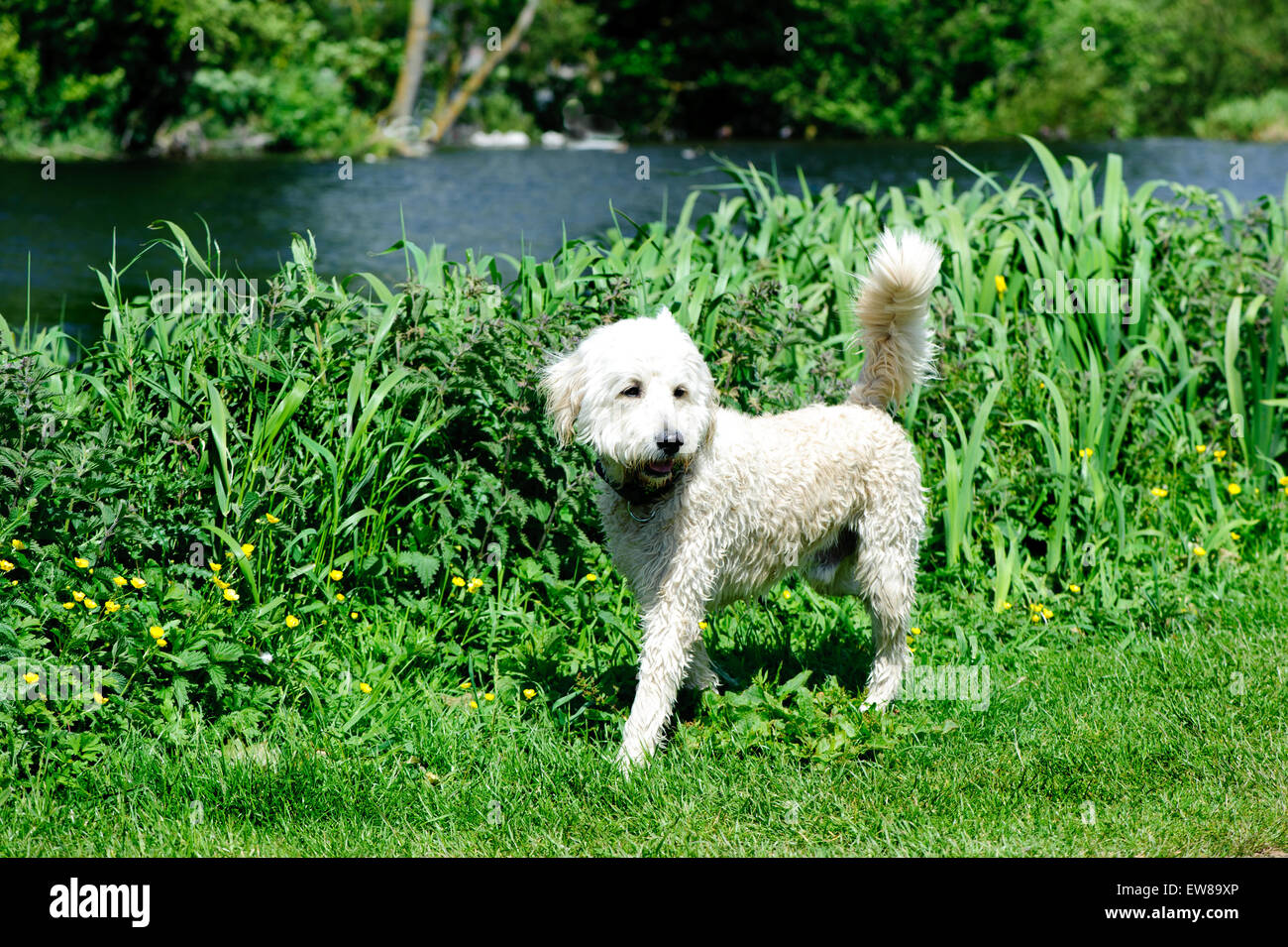 Australian Labradoodle passeggiate nel parco.Labradoodle è un cane di incroci creati incrociando i Labrador Retriever e poodle Foto Stock