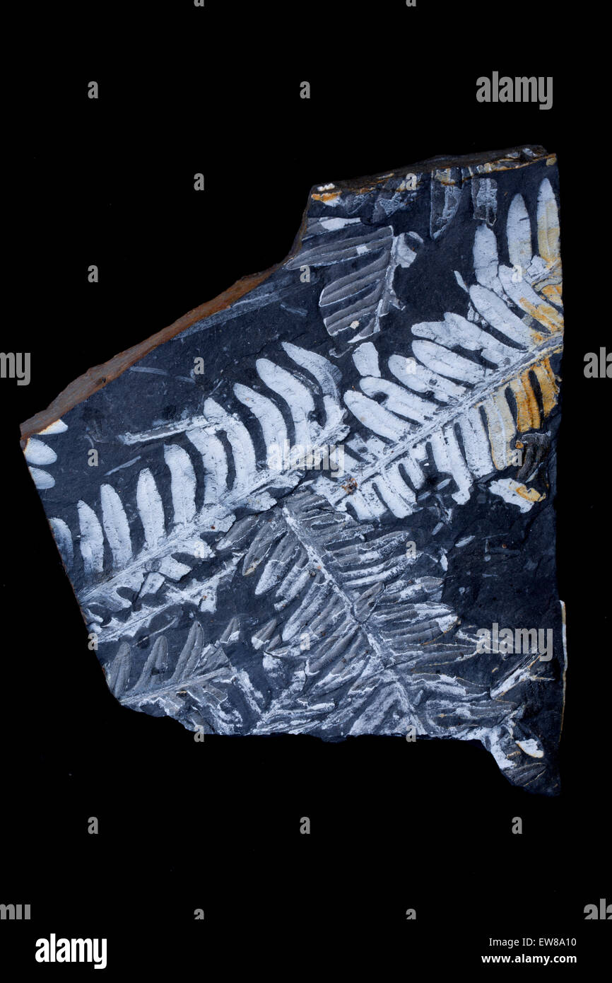 La felce fossili provenienti da St. Clair, Pennsylvania. Queste piante sono cresciuti nel tardo carbonifero o periodo della Pennsylvania Foto Stock