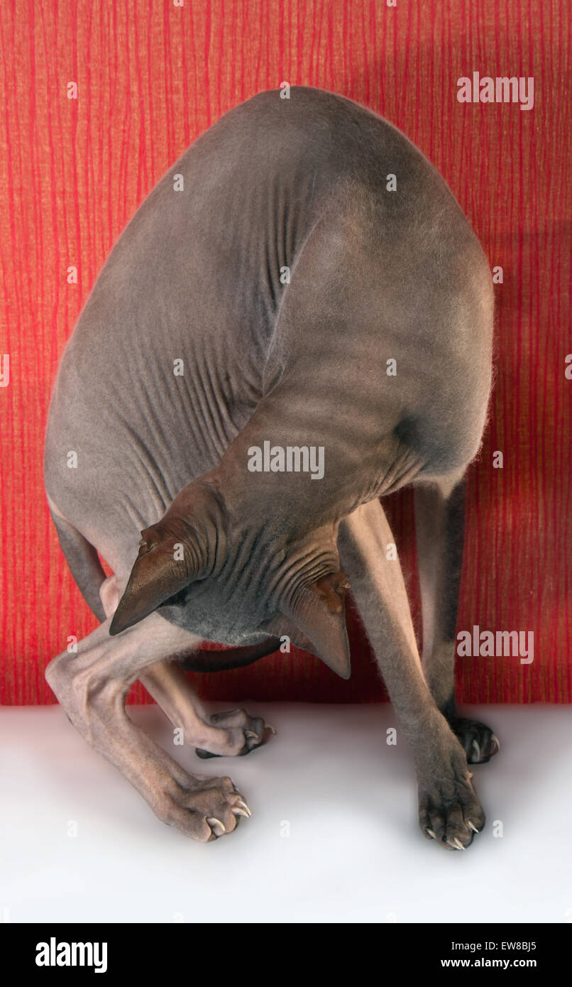 Bald cat don Sphynx Foto Stock